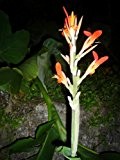 Canna indica -Indisches Blumenrohr -20 Samen -