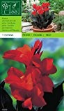 Canna indica - Indisches Blumenrohr Dunkellaubig , Rot