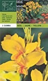 Canna indica - Indisches Blumenrohr " Gelb "