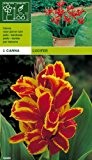Canna indica - Indisches Blumenrohr Lucifer
