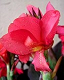 Canna indica - Indisches Blumenrohr " Pink "