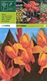 Canna indica - Indisches Blumenrohr " Wyoming "