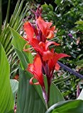 Canna indica, wunderschöne rote Farbe, 10 Samen