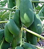 Carica papaya - Papaya - Melonenbaum - 15 Samen