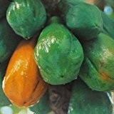 Carica Papaya Seeds