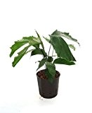 Caryota mitis, Caryota mitis, Zimmerpflanze in Hydrokultur, 13/12er Kulturtopf, 25 - 30 cm
