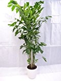 Caryota mitis Fischschwanzpalme 160 cm / Zimmerpflanze - Palme