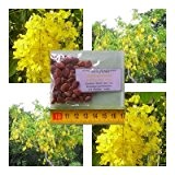 Cassia fistula - Goldregen Baum - 20 Samen - leuchtend gelbe Blüten