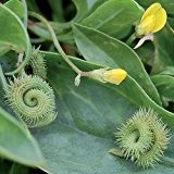 Caterpillar - die Krönung Ihres Salates, 10 Samen