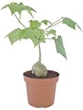 Caudexpflanze - Gerrardanthus macrorhizus - seltenes Kürbisgewächs - der Caudex kann eine enorme Größe erreichen - eine etwas andere Zimmerpflanze