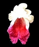 Caulokaempferia sikkimensis - Orchideen-Ingwer - 10 Samen