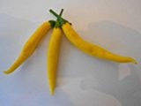 Cayenne Gelb 30 Samen (Eine der bekanntesten Chili's der Welt)