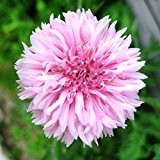 Centaurea cyanus -Pinke Kornblume "Pink Ball" - 250 Samen