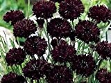 Centaurea cyanus - Schwarze Kornblume "Black Ball" - 250 Samen