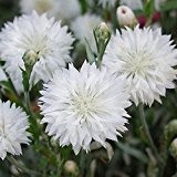 Centaurea cyanus -Weiße Kornblume "White Ball" - 250 Samen