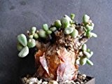 Ceraria pygmaea - Miniatur Caudexpflanze - 10 Samen