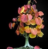 Cercidiphyllum japonicum - Japanischer Kuchenbaum - Katsurabaum - Bonsai - 20 Samen