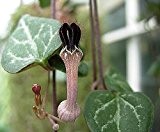 Ceropegia woodii - Leuchterblume - 3 Samen