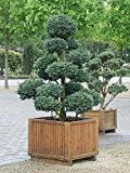 Chamaecyparis pisifera Boulevard Bonsai (80-100 cm) - Faden-Scheinzypresse, Erbsenfrüchtige Scheinzypresse