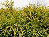 Chamaecyparis pisifera Sungold (Gelbe Fadenzypresse) 25-30cm / 2l-Container, Lieferbreite: (Nadelgehölze, Zwergkoniferen )