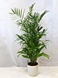 Chamaedorea Seifrizii 140 cm / Bambuspalme / seltene Zimmerpflanze