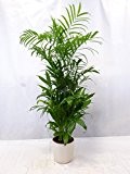 Chamaedorea Seifrizii 160 cm / Bambuspalme / seltene Zimmerpflanze
