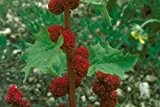 Chenopodium capitatum - Ungarischer historischer Erdbeerspinat, lecker-20 Samen!