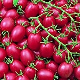 Cherrytomate - Tomate - Pink Grape - sehr ertragreich - süß - 20 Samen