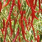 Chili Cayenne Long Slim - Chili Cayenne lang schmal - 30 Samen