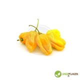 Chili Habanero Gelb Capsicum chinense 15 Samen