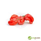 Chili Habanero Rot Capsicum chinense 15 Samen