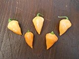 Chili -Orange Lantern- 10 Samen -Top Ertrag- Mini-Chili