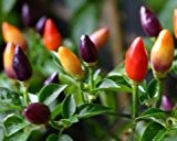 Chili Rainbow Pepper - Regenbogen Chili - 10 Samen