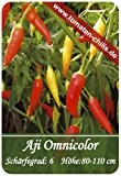 Chili Samen - 15 Stück - Aji Omnicolor