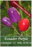 Chili Samen - 15 Stück - Ecuador Purple