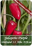 Chili Samen - 15 Stück - Jalapeno Purple