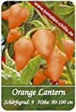 Chili Samen - 15 Stück - Orange Lantern