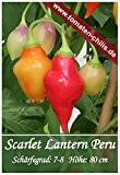 Chili Samen - 15 Stück - Scarlet Lantern Peru