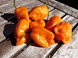 Chili Samen - Habanero Orange - 10 Qualitätssamen - Schärfegrad 10 von 10