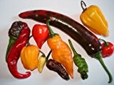 Chili-Samen Mix 6 verschiedene Arten zu jeweils 10 Samen (60 Samen) + Gratis Snackpaprika Samen