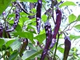 Chili scharf - Cayenne purple - 20 Samen