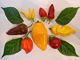 Chilisamen Mix (Starterpacket) 7 Arten a 10 Samen + Anzuchtanleitung für Anfänger