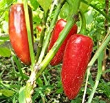 Chilli Pepper-Jalapeno Early 15 Samen