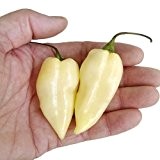 Chilli Seeds - White Bhut Jolokia Samen x 150 - Ghost Pfeffer Samen - White Naga Jolokia