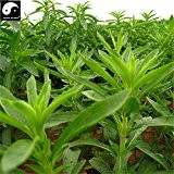 Chinese Green Stevia Samen Bio-Kräuter-Bonsain Samen Garten Zuckerfabriken Sementes null Kalorien natürlicher Süßstoff Tian Ye Ju