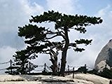 Chinesische Kiefer -Pinus tabuliformis- 20 Samen -Bonsai geeignet-