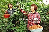 Chinesische Kräuter Hosta plantaginea Samen Traditionelle Medizin 200 Sementes Innen Zuhause Bonsai Garten Außenanlagen