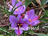 Chinesische Medizin Pflanze Kräutersamen Crocus sativus: Safrankrokus Samen einfach zu wachsen Home Garten Bodendecker + MysteryGift