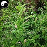 Chinesische Süßholzwurzel Samen Kräuter Lakritze Bonsai Glycyrrhiza Glabra L. Pflanze Sementes Natur Gan Cao