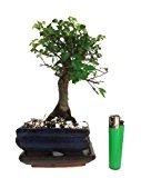 chinesische ulme elementar für drinnen/outdoor bonsai baum (c10)